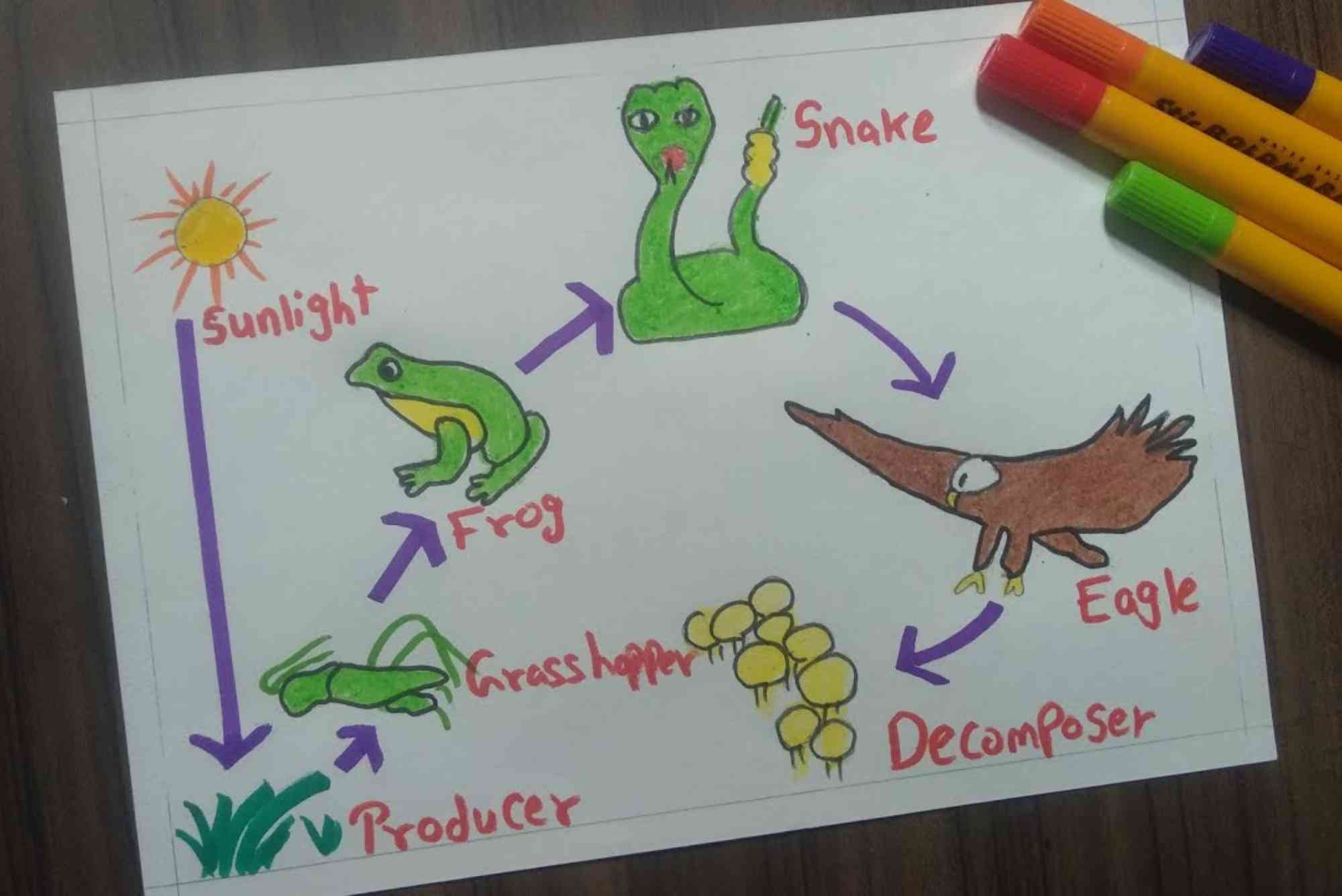 Food Chain Diagram