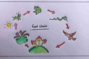 Food Chain Drawing