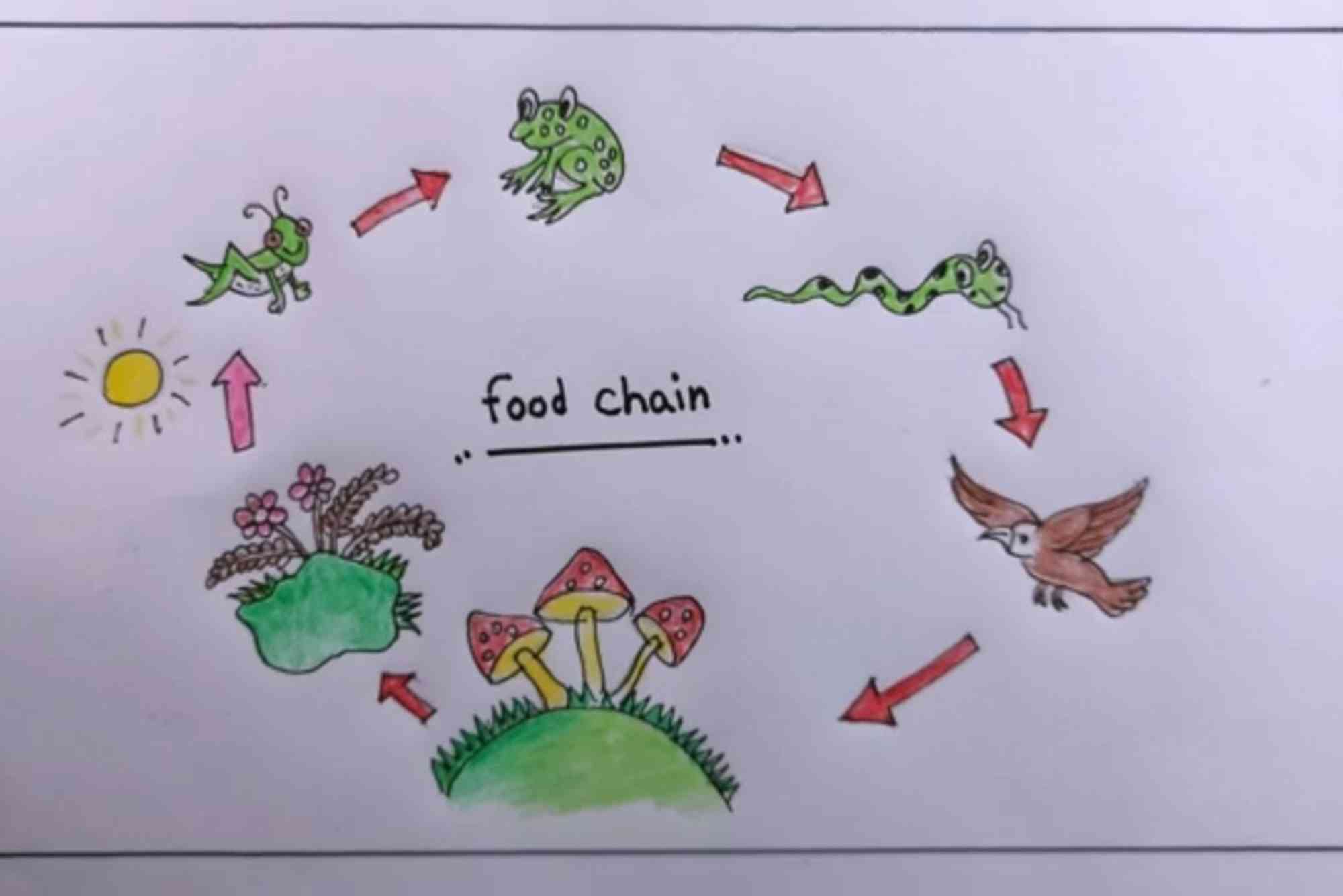 Food Chain Drawing