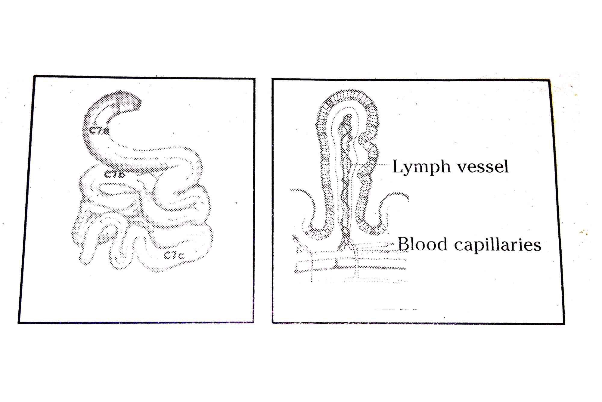 How Is Small Intestine Designed To Absorb Digested Food