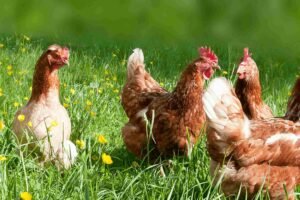 Al Ghurair Foods Poultry Farm