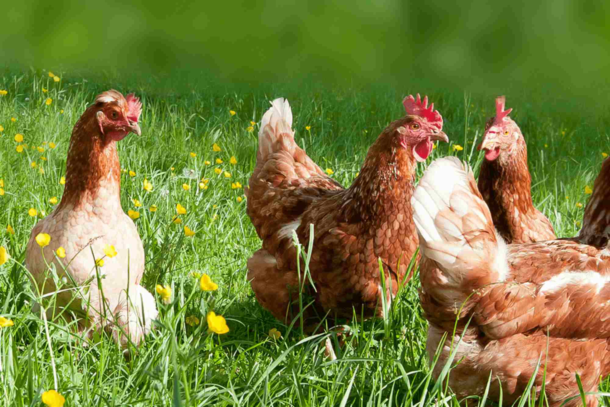 Al Ghurair Foods Poultry Farm