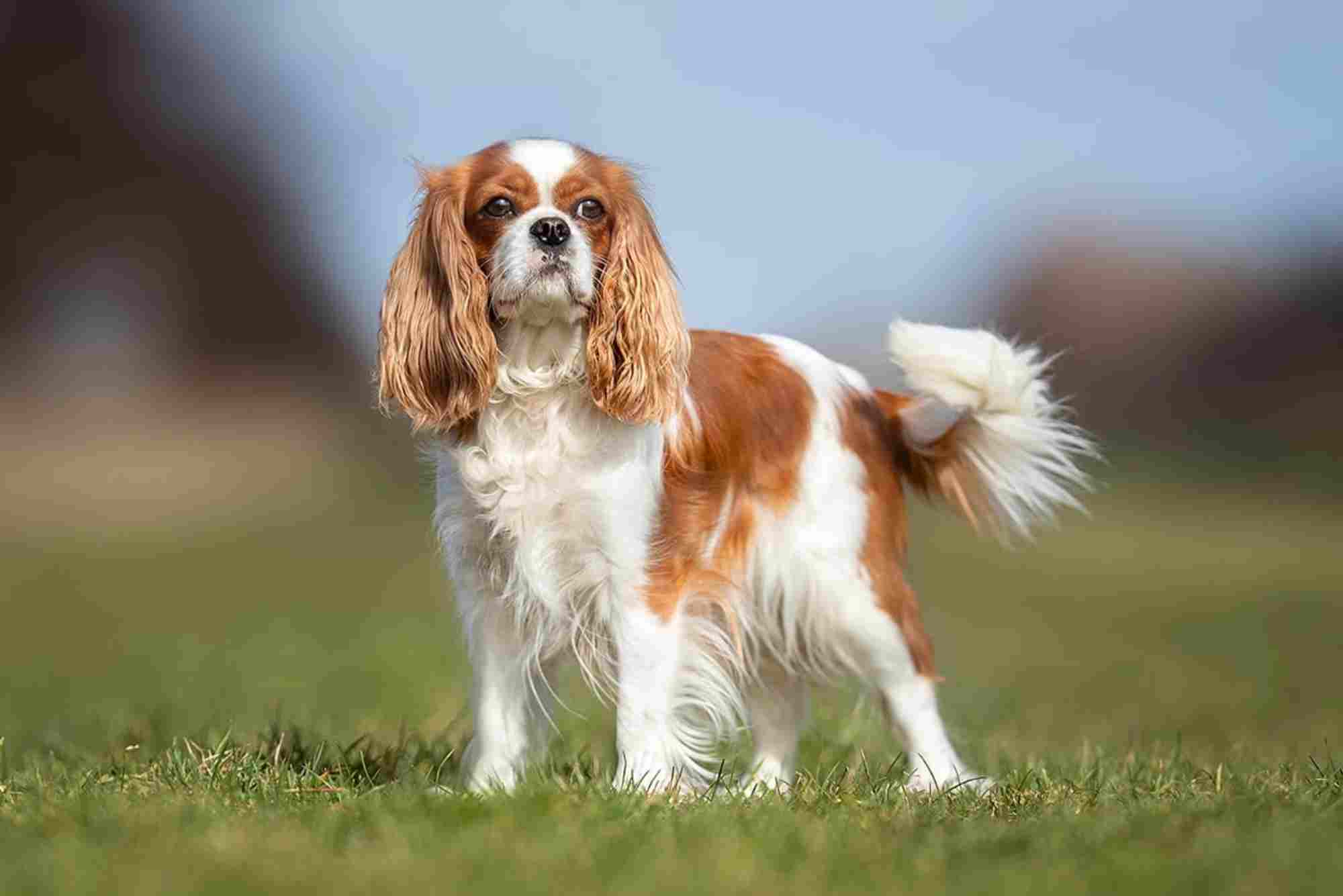 Cavalier Health