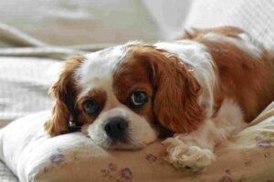 Cavalier king Charles Health