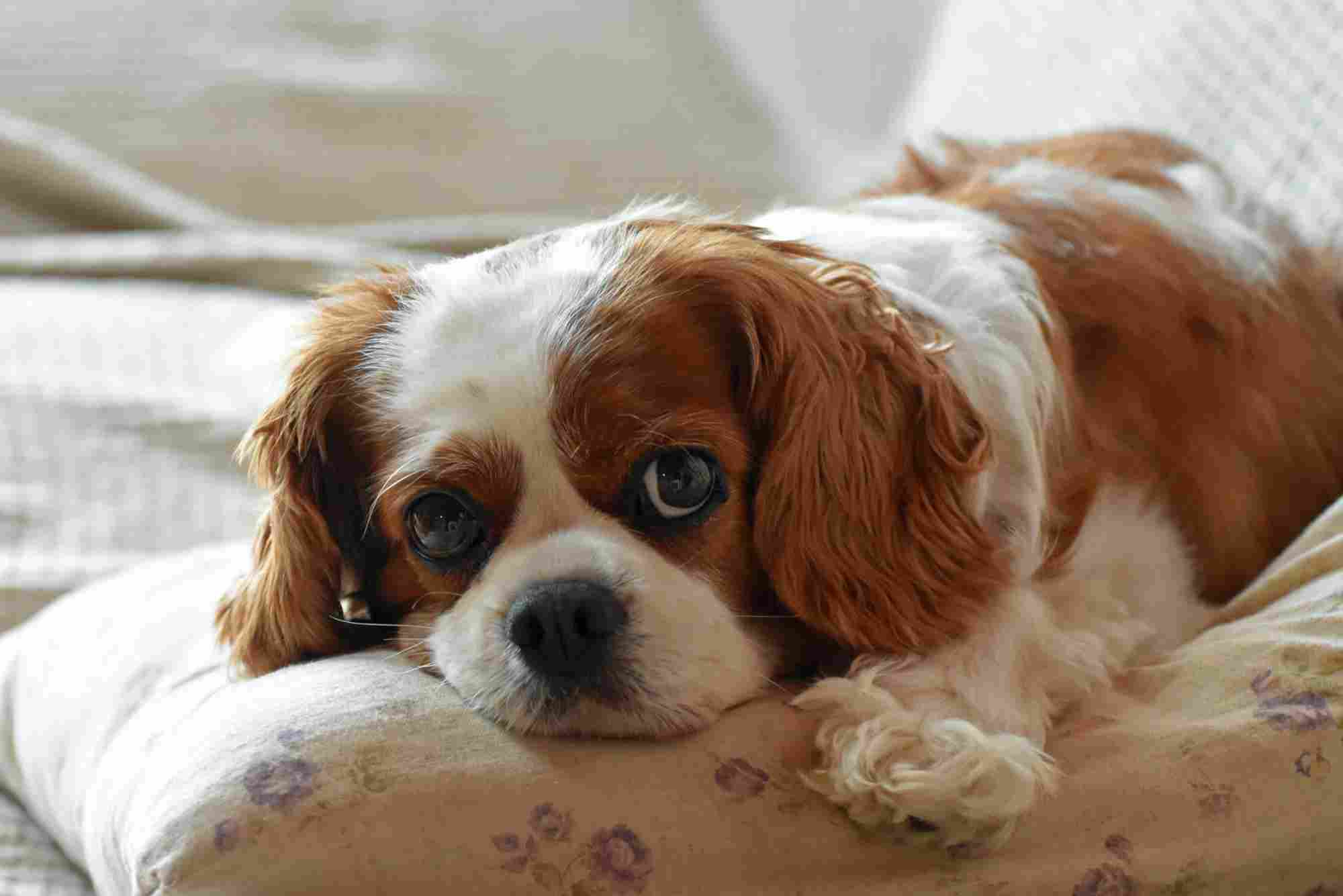 Cavalier king Charles Health