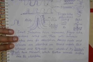 How is the Small Intestine Designed to Absorb Digested Food
