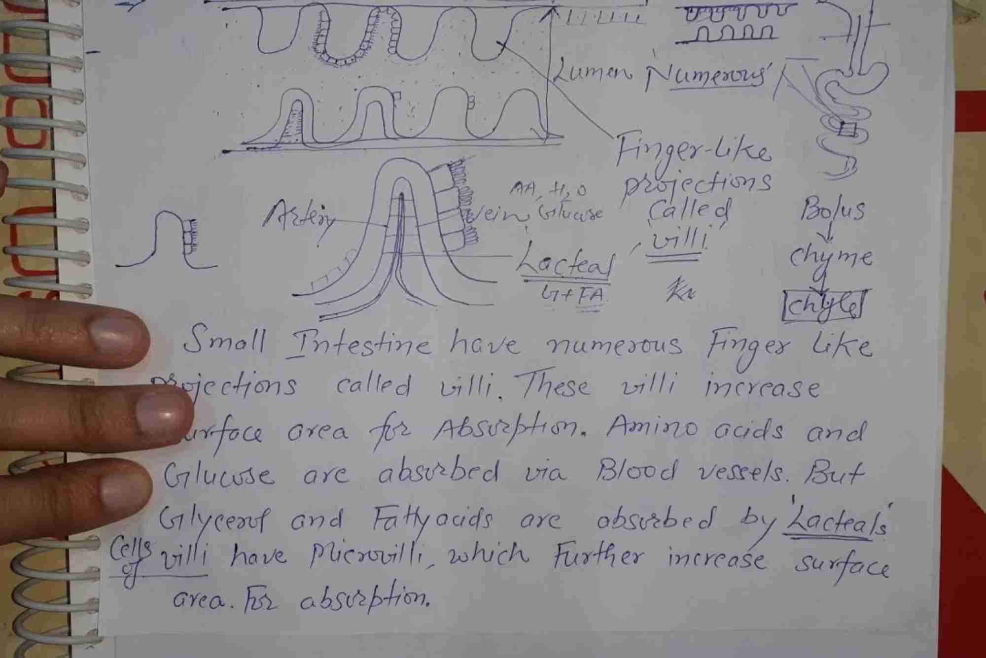 How is the Small Intestine Designed to Absorb Digested Food