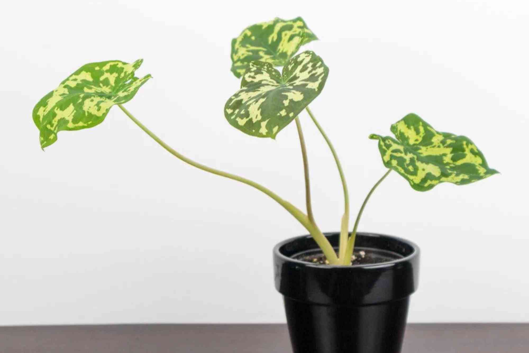 Alocasia Hilo Beauty