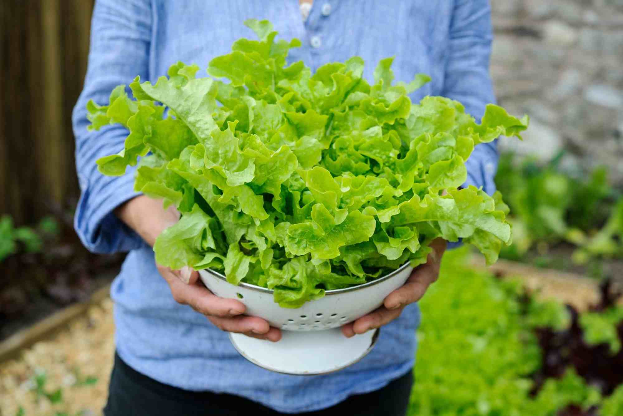 How To Grow Salad At Home