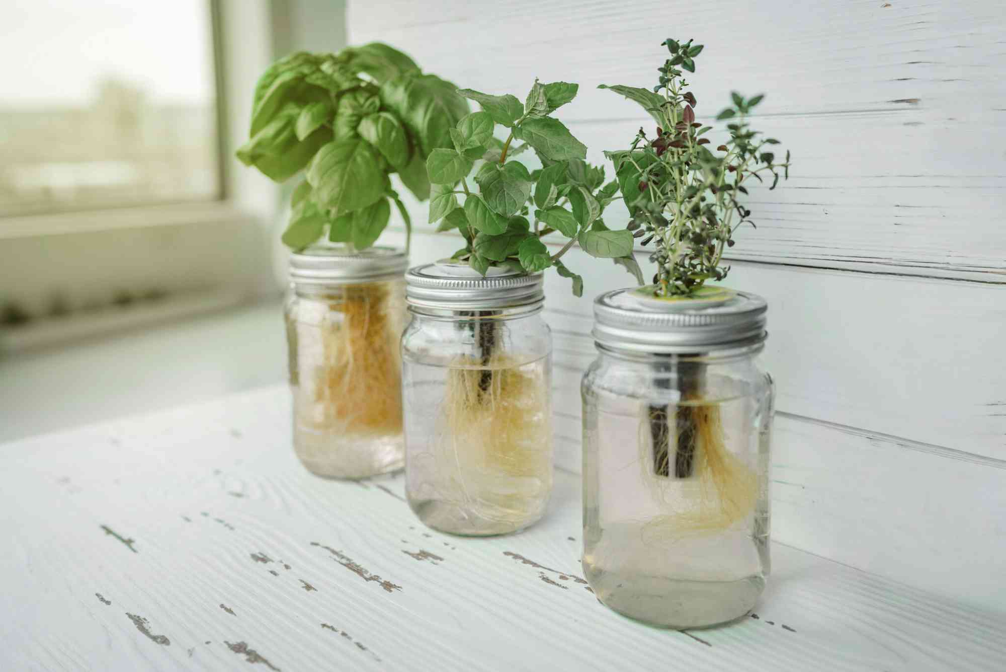 How To Make Hydroponic Fertilizer At Home